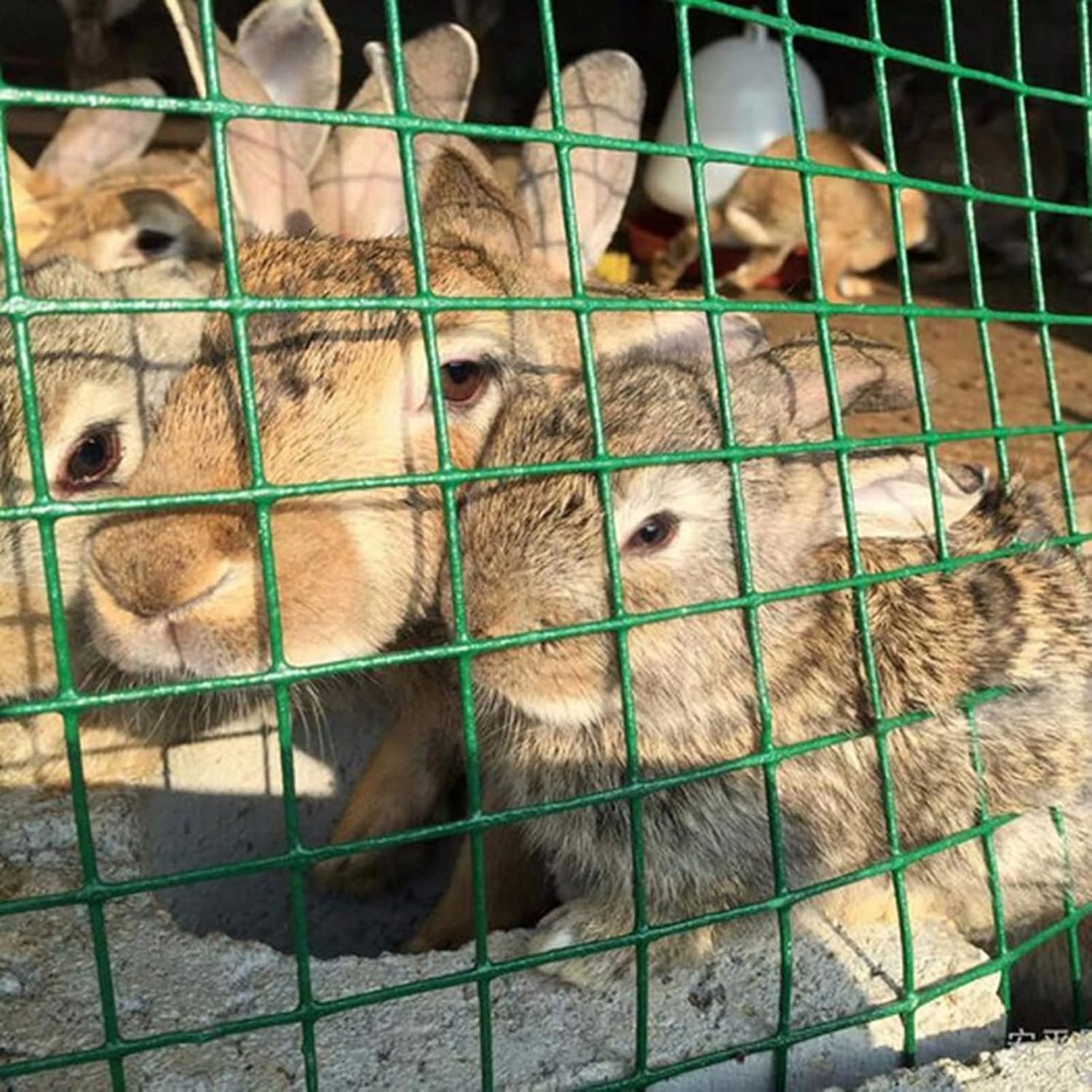 Zaščitna mreža za vrt, dvorišče in živali